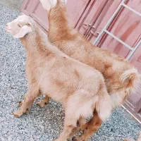 بزمری چتی آبست با کهره بزرگ