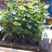 نهال انجیر گلدانی سفید خشکباری استهبانی در شیراز|خدمات باغبانی و درختکاری|شیراز, رکنآباد|دیوار