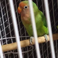 کوتوله برزیلی