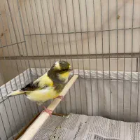 قناری گلستر