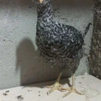 نیمچه مرغ خروس گلین