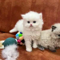 گربه‌های پرشین فلت اشرافی