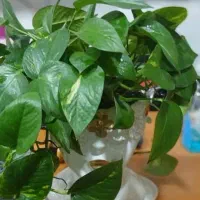 گلفروشی گلهای آپارتمانی