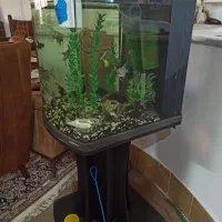 آکواریوم شرکتی|ماهی|سبزوار, توحیدشهر|دیوار