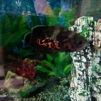 ماهی اسکار سالم وسرحال|ماهی|تهران, مجیدیه|دیوار