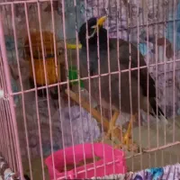 مرغ مینا سخنگو