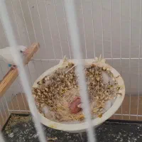 فنچ بنگالی باجوجه|پرنده|گلبهار, نوبهار|دیوار