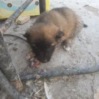 واگذاری توله سگ سرابی|سگ|یزد, |دیوار