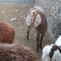 بزنجدی|حیوانات مزرعه|برخوار, |دیوار