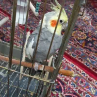 عروس هلندی نر سخنگو و  اهلی  جوان فروشی