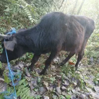 دو عدد لیشه محلی سالم|حیوانات مزرعه|احمدسرگوراب, |دیوار