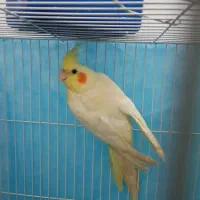 عروس هلندی لوتینو ماده یکساله