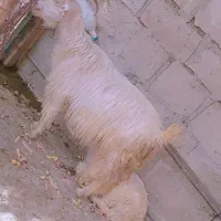 10 عدد بز.
