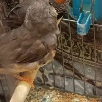 پرندگان|پرنده|کرمان, |دیوار