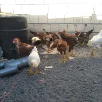 خروس لاری مرغ لاری نیمچه|حیوانات مزرعه|تربتحیدریه, حسنی بالا|دیوار