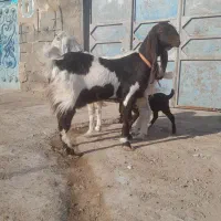 دوراس پتیری یک راس زائد. یک راس تازه تکه خورده