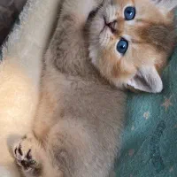 گربه های گلد ny11|گربه|کرج, فاز ۴ مهرشهر|دیوار