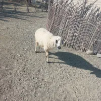 میش فروشی قیمت ۱۰ملیون تخفیف ندارد