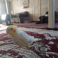 جوجه عروس هلندی|پرنده|مشهد, کارگران|دیوار