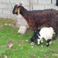 بز با بزغاله نر|حیوانات مزرعه|آق قلا, |دیوار