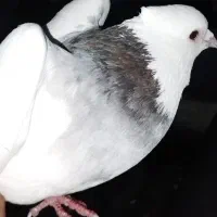 کبوتر|پرنده|شیراز, شهرک سعدی|دیوار