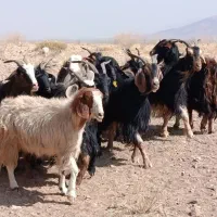 بز داشتی|حیوانات مزرعه|سده (فارس), |دیوار