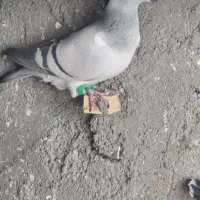 دوتا ماده سبز کرمونی هوایی قلدر|پرنده|تربت‌حیدریه, اندیشه|دیوار