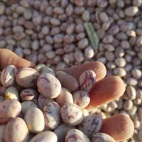لوبیا چیتی|خوردنی و آشامیدنی|اصفهان, ارداجی|دیوار