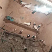 طوقی|پرنده|سنندج, |دیوار