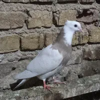 طوقی آجری|پرنده|گنبد کاووس, |دیوار