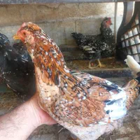 مرغ گلین، جوجه بوقلمون ، جوجه برهما