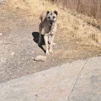 یک سگ نر پژدر