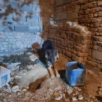 سگ ژرمن شپرد|سگ|خاش, |دیوار