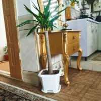 یوکا|گل و گیاه طبیعی|الیگودرز, |دیوار