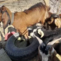 سه تا گیسه مایه دو قلو زا و یک بز و چهار تا چپش|حیوانات مزرعه|کهنوج, |دیوار