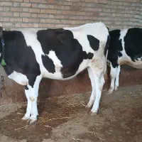 تریسه آبستن