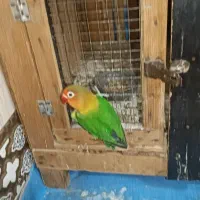 یک جفت کوتوله