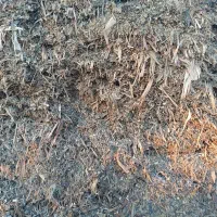 ذرت علوفه ای|لوازم جانبی حیوانات|سیمین شهر, |دیوار