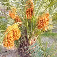 نخل قصب(زاهدی) کرسی کَن