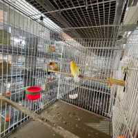 فنچ گلدین وکراواتی و جوجه گلدین و بنگالی|پرنده|مشهد, میان ولایت|دیوار