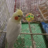 عروس هلندی