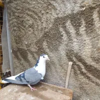 واز بومی|پرنده|اصفهان, کشاورزی|دیوار