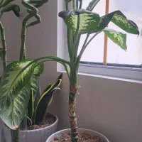 گلدان دیفن باخیا