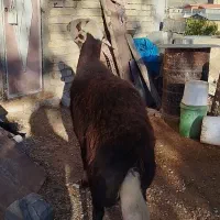 قوچ افشاری اصل نژاد پر خون بشرط|حیوانات مزرعه|شیروان (لرستان), |دیوار