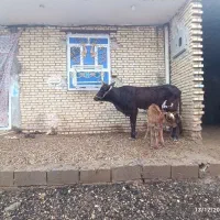 گاو|حیوانات مزرعه|شوشتر, |دیوار