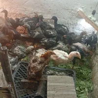 نوچه لاری پدر مادر دار رگه خونی دار ذات دار|حیوانات مزرعه|قم, کیوانفر|دیوار