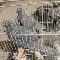 دوتا کفتر شهرستانی فروشی قرچک|پرنده|ری, علایین|دیوار