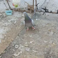 نر دوخط|پرنده|بروجرد, |دیوار