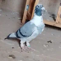 کفتر یا کبوتر