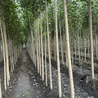 فرصت طلایی برای باغداران حرفه‌ای صنــوبـر درجه یک